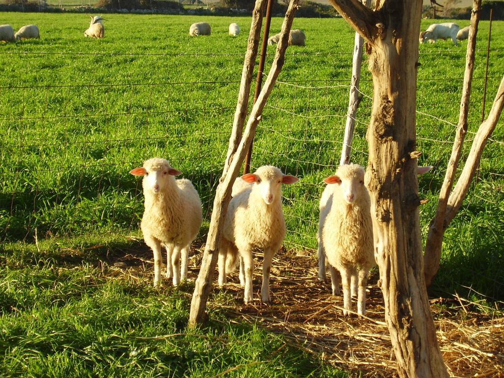 Agriturismo Cuile De Molino Porto Torres Buitenkant foto