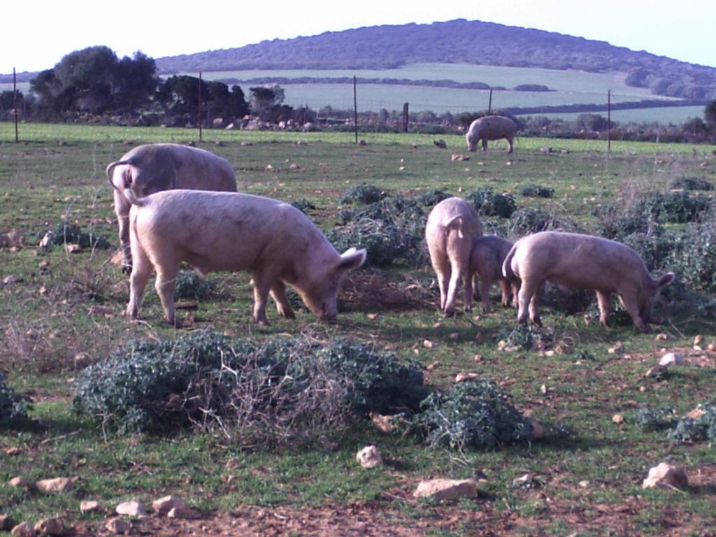 Agriturismo Cuile De Molino Porto Torres Buitenkant foto