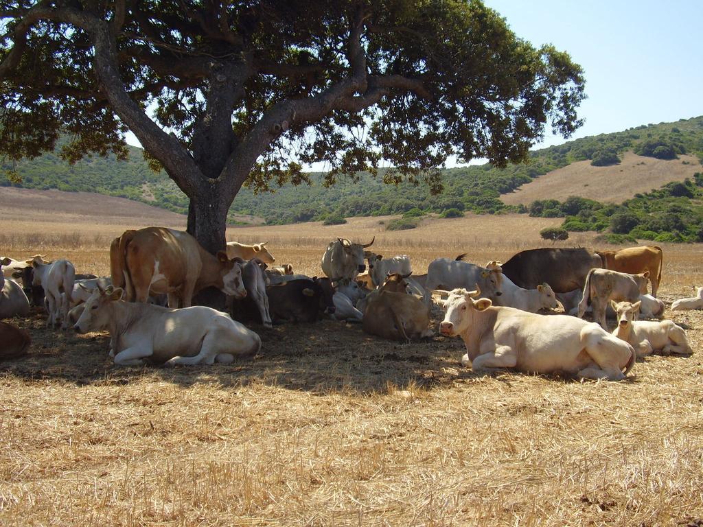 Agriturismo Cuile De Molino Porto Torres Buitenkant foto