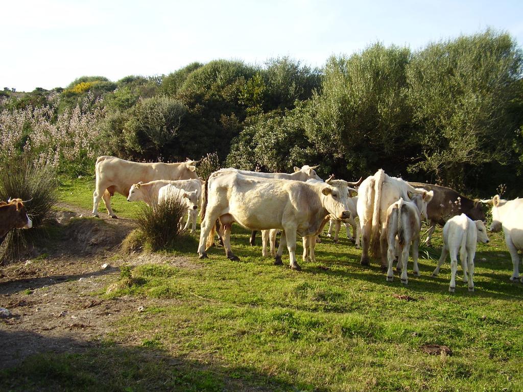 Agriturismo Cuile De Molino Porto Torres Buitenkant foto
